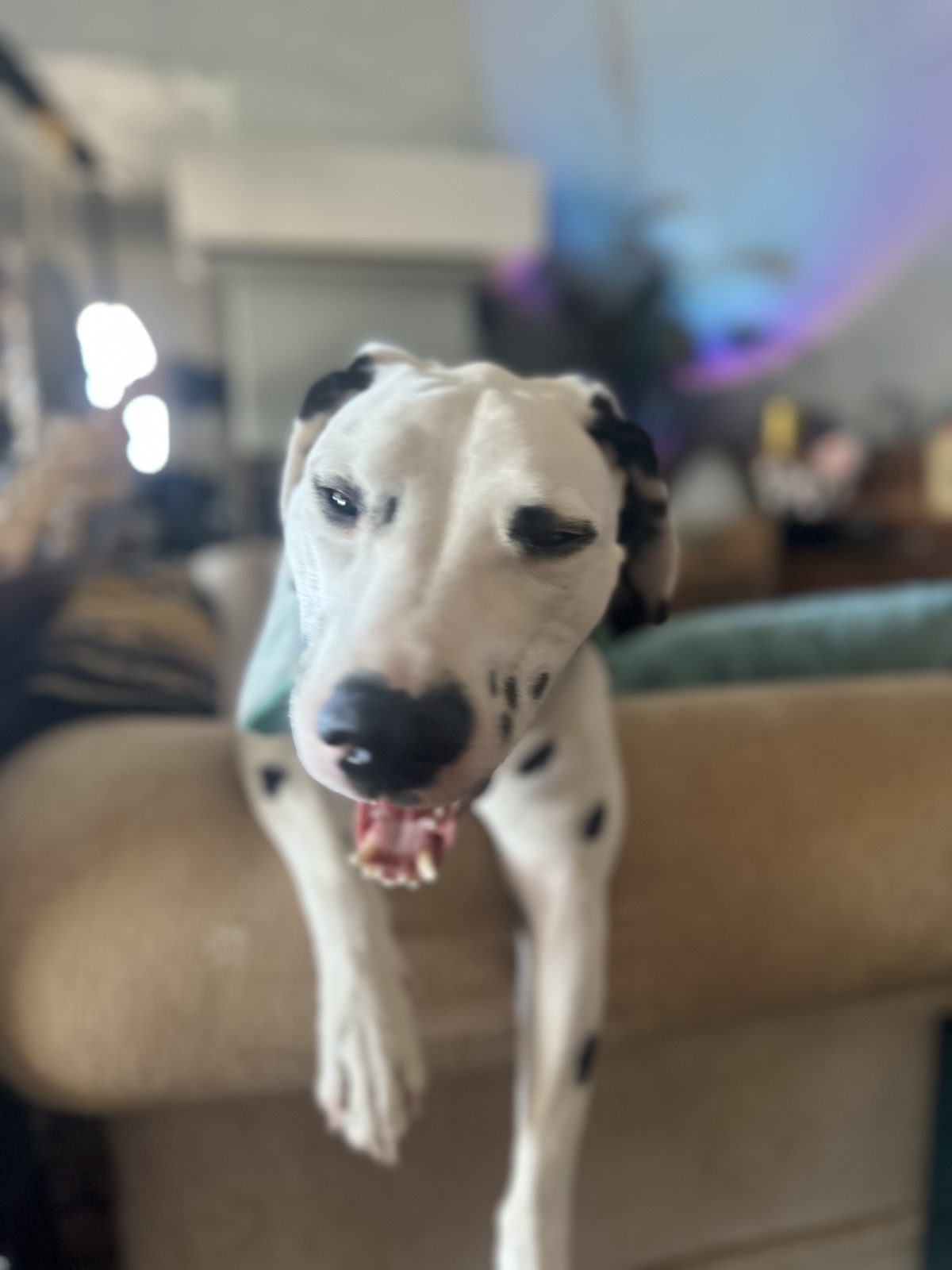 Valentino the dalmatian leaning over the arm of the studio couch, mid-yawn
