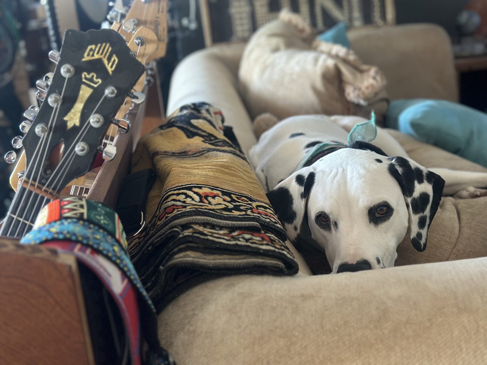 Valentino the dalmatian resting his head on the studio couch next to a vintage guitar