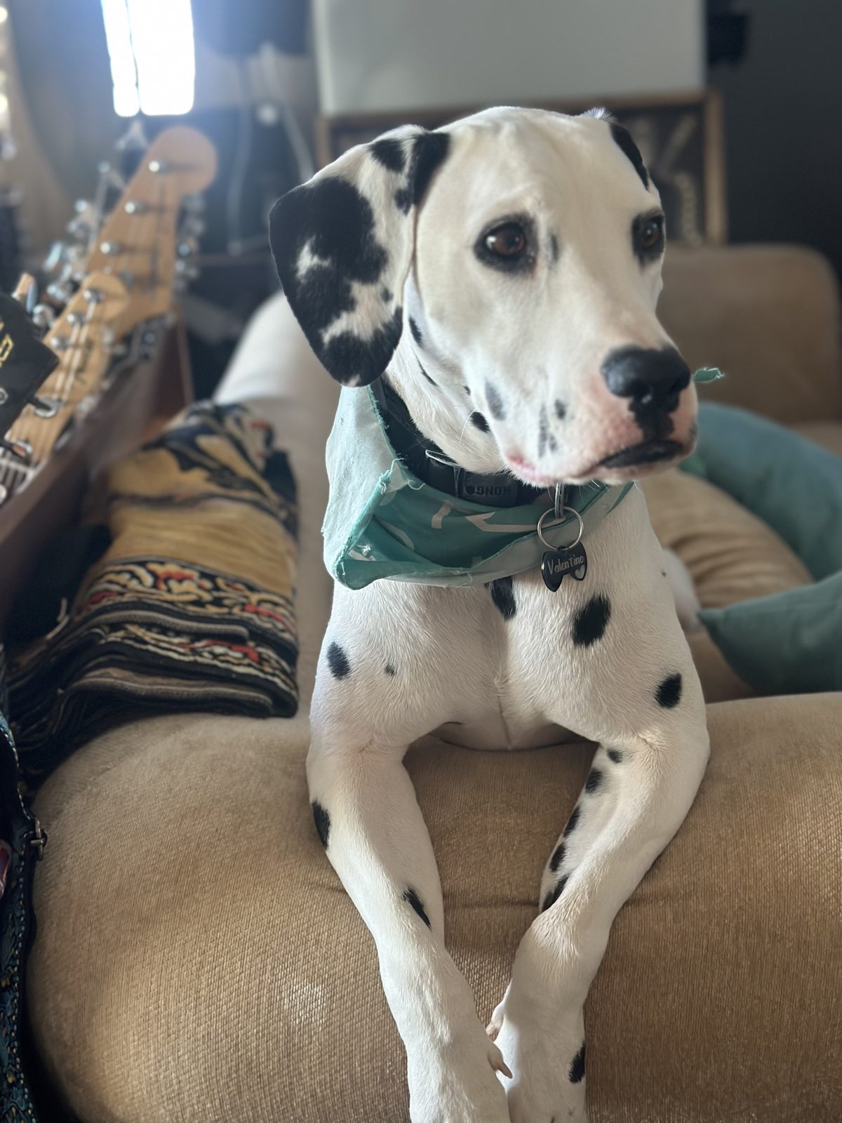 Valentino the dalmatian in a green bandana, studio dog and Head of Vibes at The Dome Collective recording studio